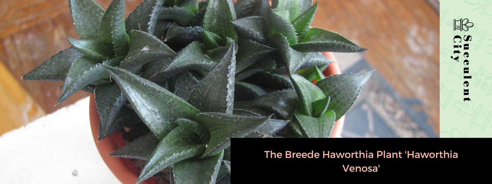 La planta Breede Haworthia 'Haworthia Venosa'