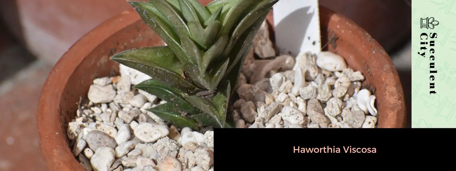 Haworthia viscosa (Haworthiopsis viscosa) Haworthia viscosa (Haworthiopsis viscosa)