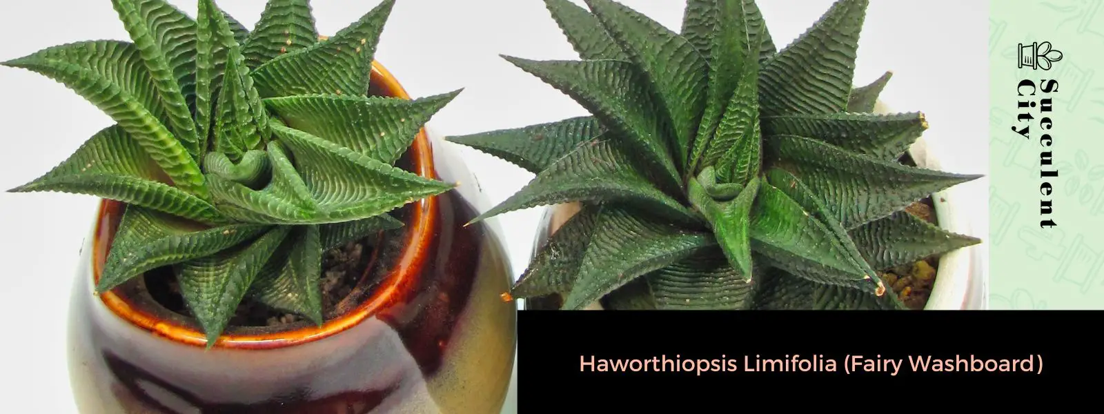 Haworthiopsis Limifolia (Tabla de lavar de hadas) Haworthiopsis Limifolia (Tabla de lavar de hadas)