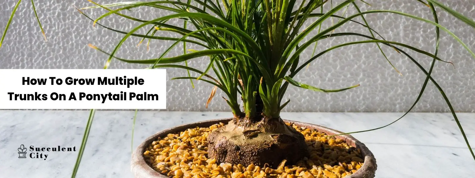 Cómo cultivar varios troncos en una palma de cola de caballo