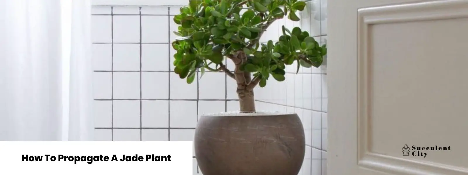Cómo propagar una planta de jade