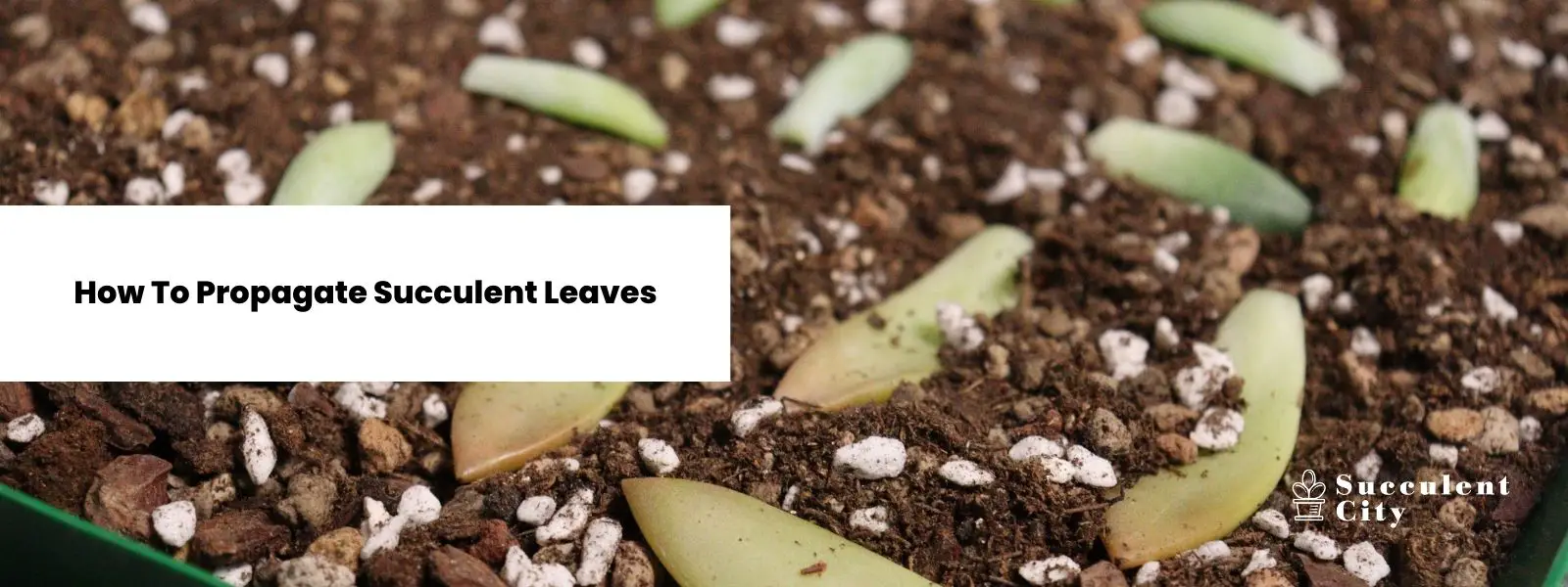 Cómo propagar suculentas a partir de hojas (con un libro electrónico gratuito) Cómo propagar suculentas a partir de hojas (con un libro electrónico gratuito)