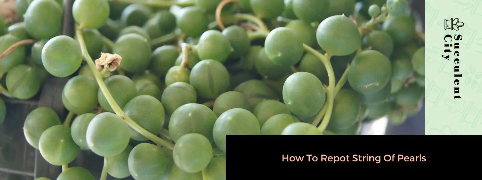 Cómo trasplantar un collar de perlas