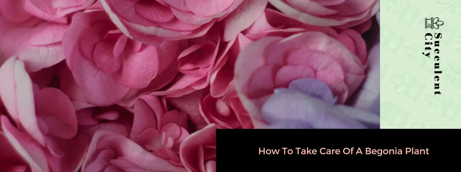 Cómo cuidar una planta de begonia Cómo cuidar una planta de begonia