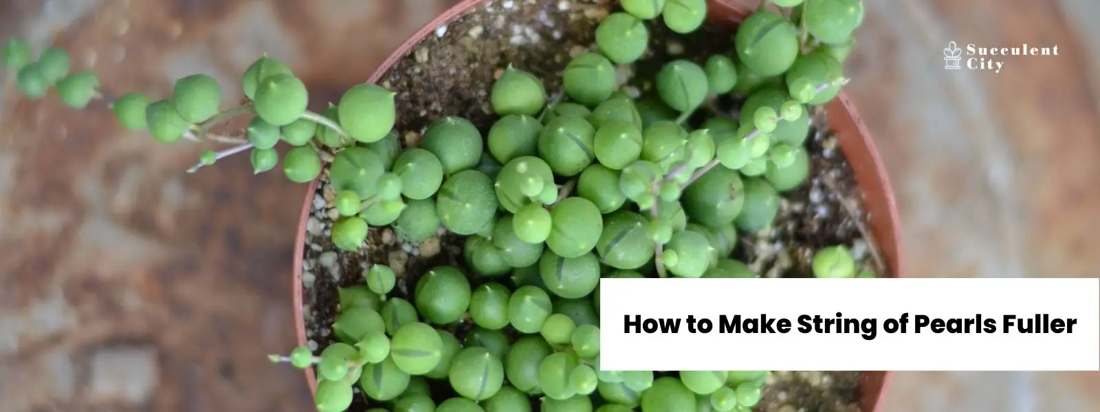 Cómo hacer un collar de perlas más lleno Cómo hacer un collar de perlas más lleno