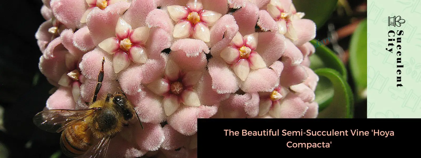 La hermosa enredadera semisuculenta “Hoya Compacta” La hermosa enredadera semisuculenta “Hoya Compacta”