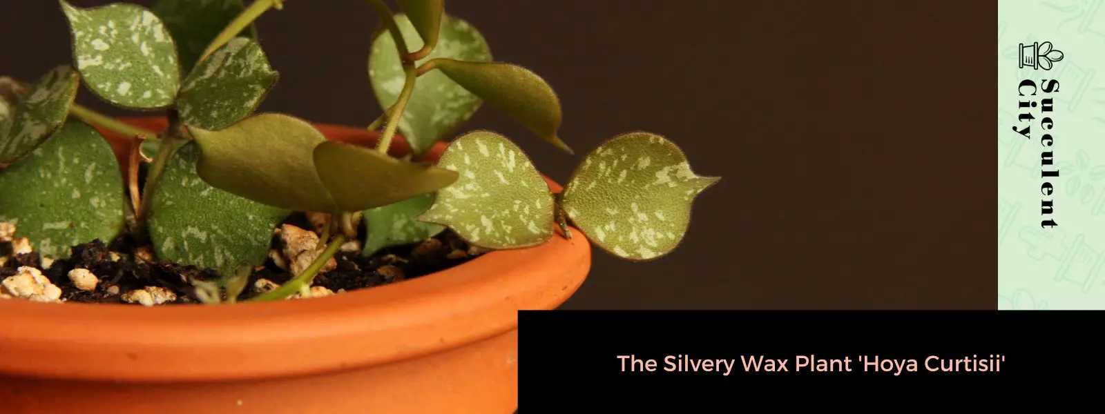 La planta de cera de plata 'Hoya Curtisii' La planta de cera de plata 'Hoya Curtisii'