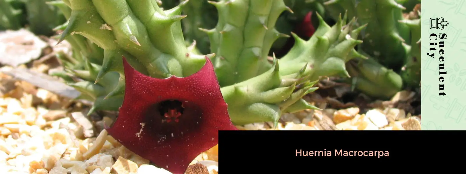 Huernia Macrocarpa Huernia Macrocarpa