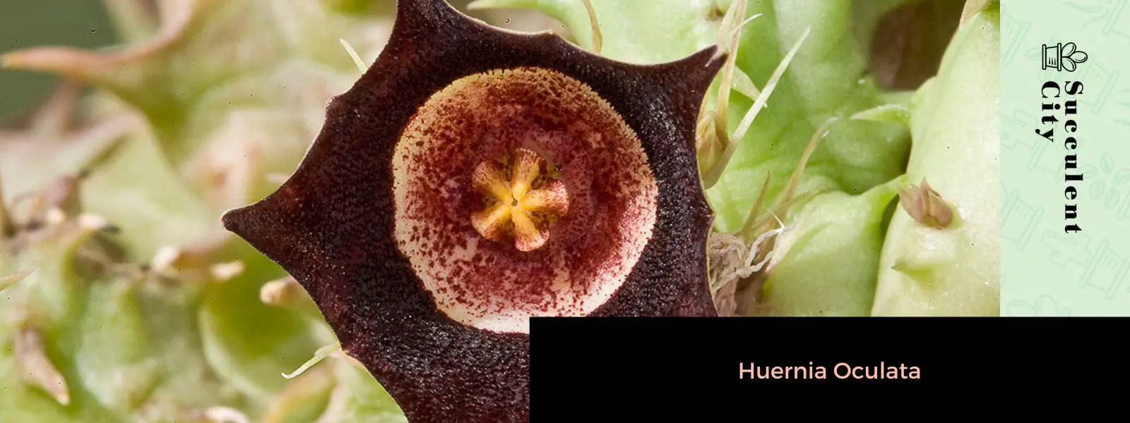Huernia oculata (huernia mancha ocular)