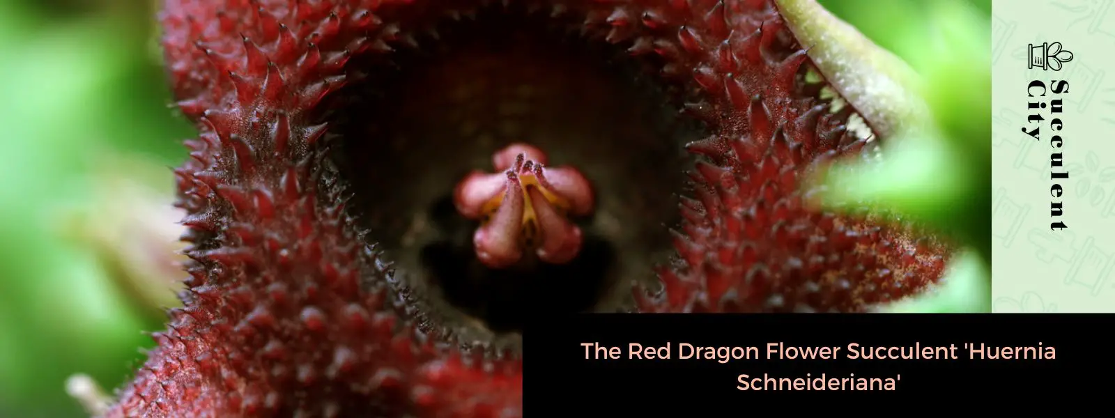 La suculenta flor de dragón rojo “Huernia Schneideriana”