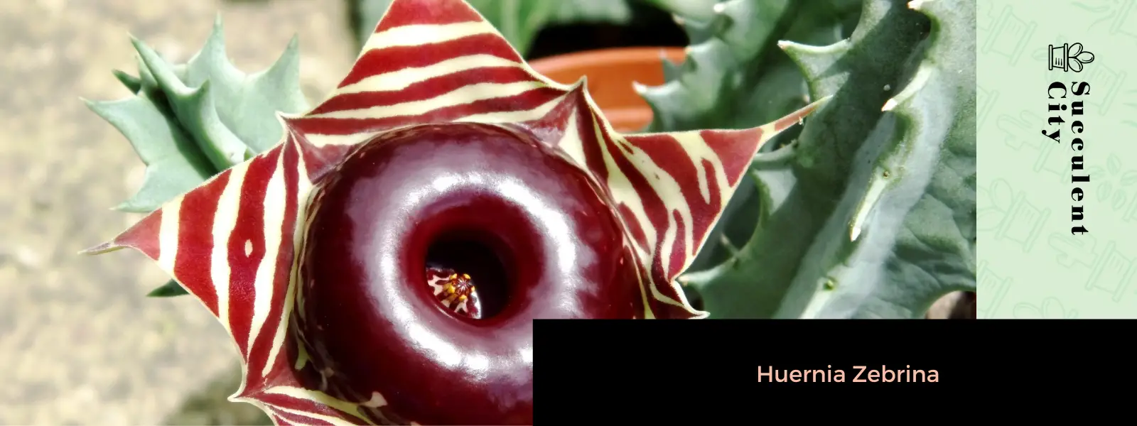 La planta salvavidas “Huernia Zebrina” La planta salvavidas “Huernia Zebrina”