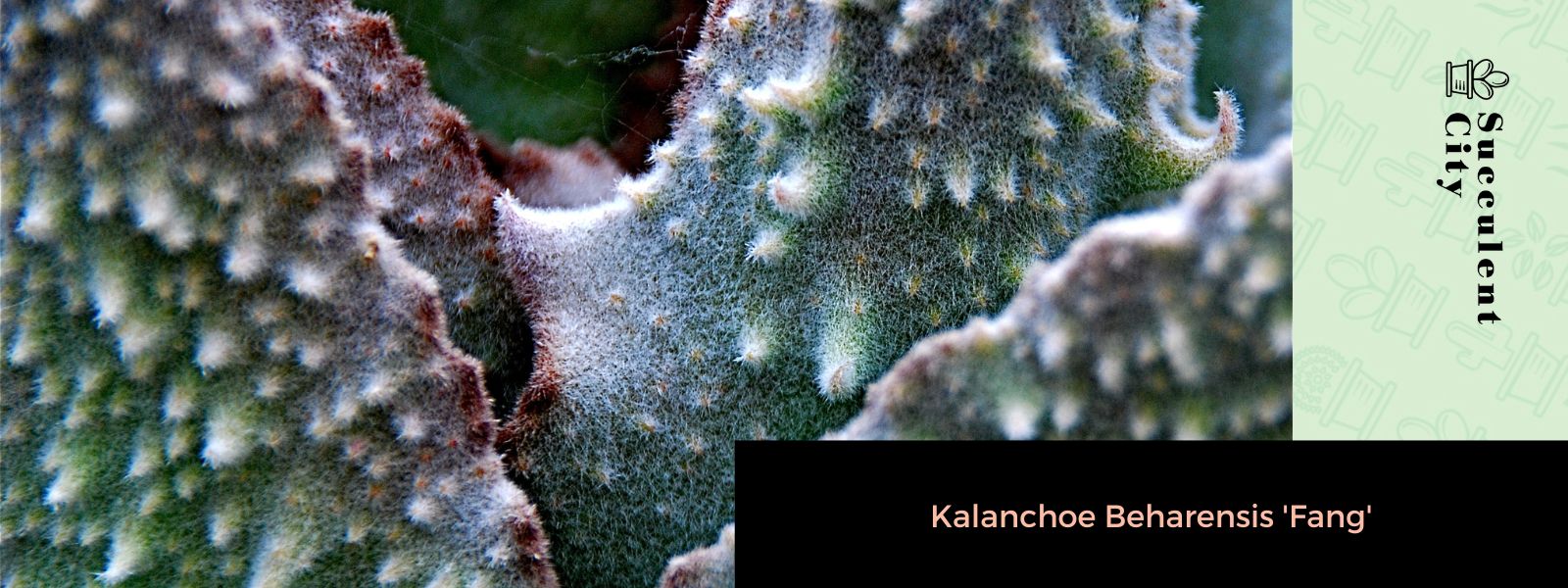 Kalanchoe Beharensis 'Colmillo'