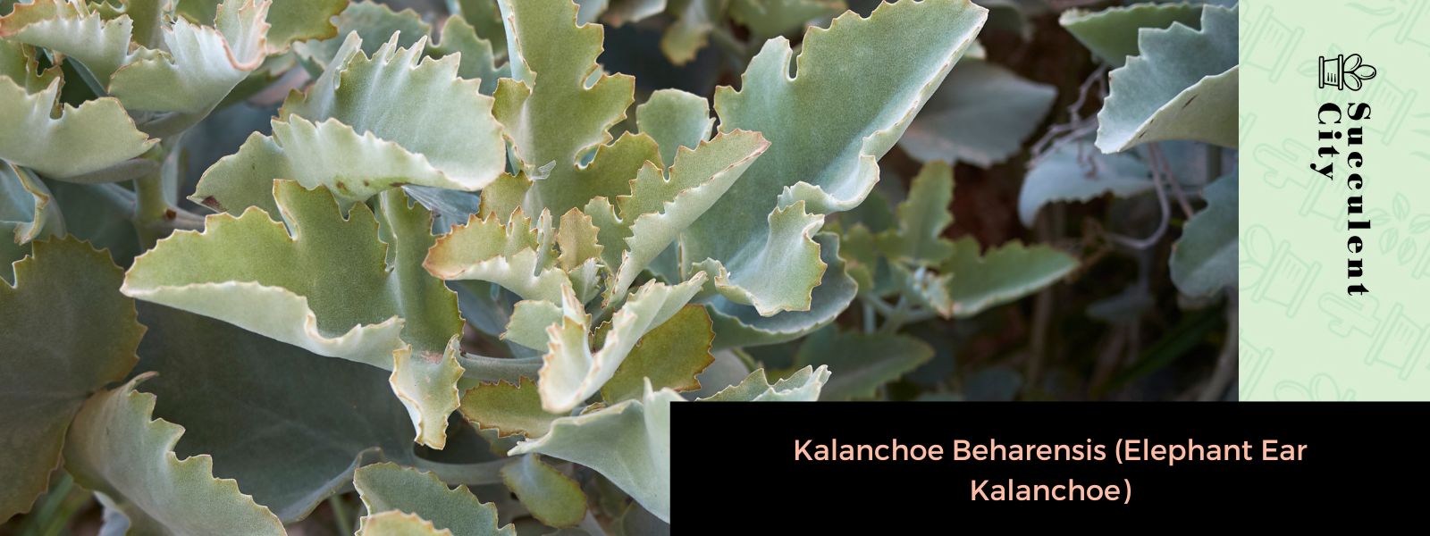 Kalanchoe Beharensis (Kalanchoe oreja de elefante)