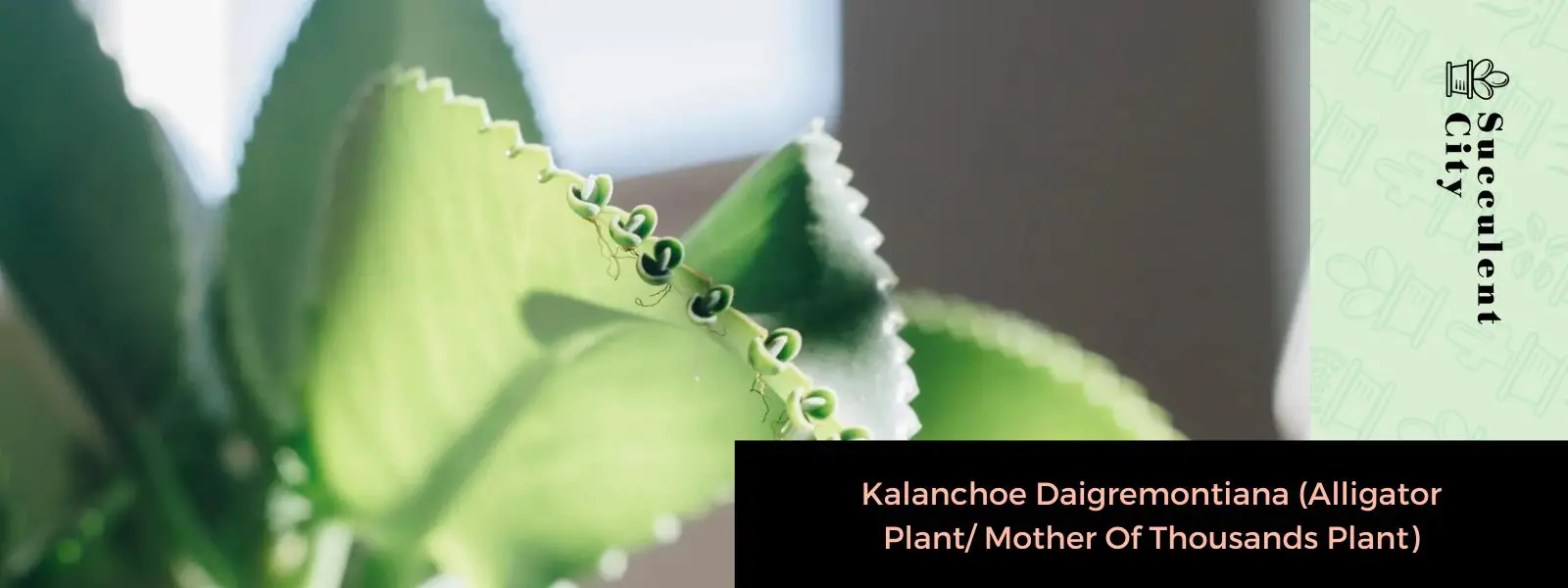 Kalanchoe Daigremontiana (Planta de caimán/Planta madre de miles)