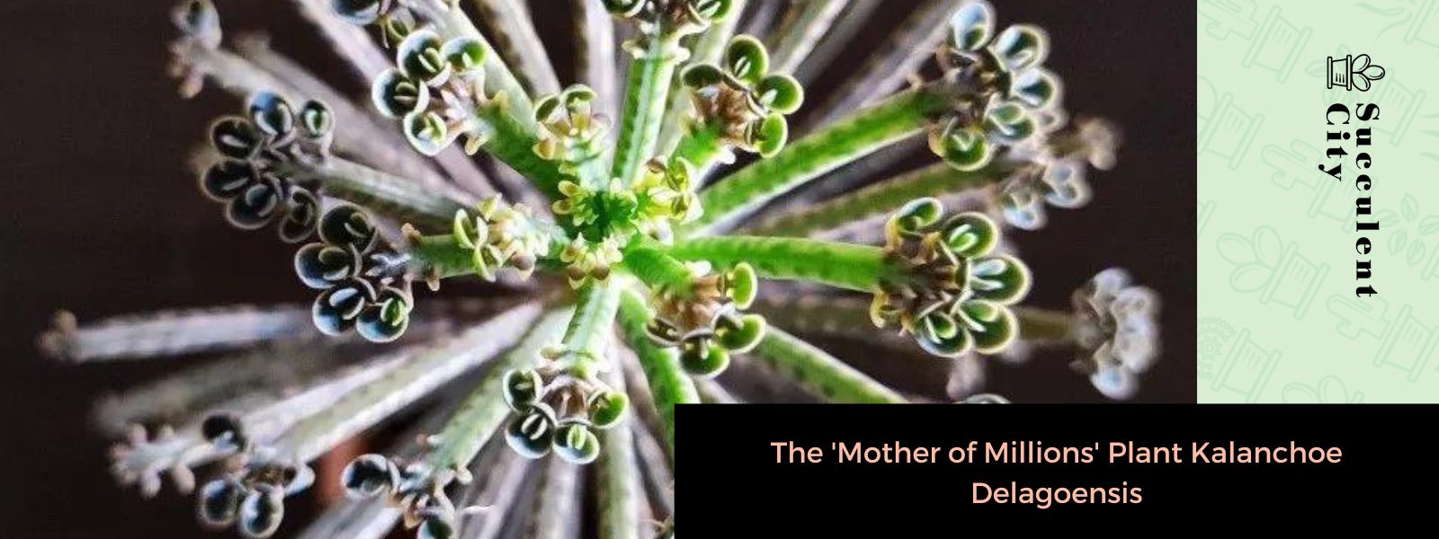 La planta “Madre de Millones” Kalanchoe Delagoensis
