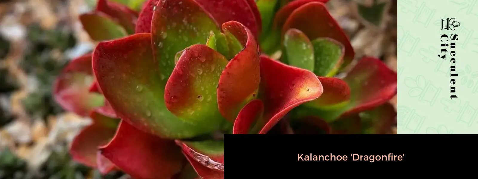 Kalanchoe 'fuego de dragón'