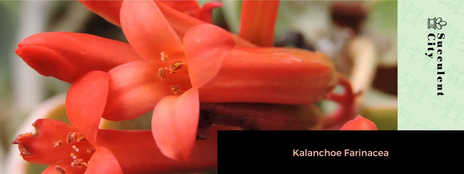 Kalanchoe farinácea
