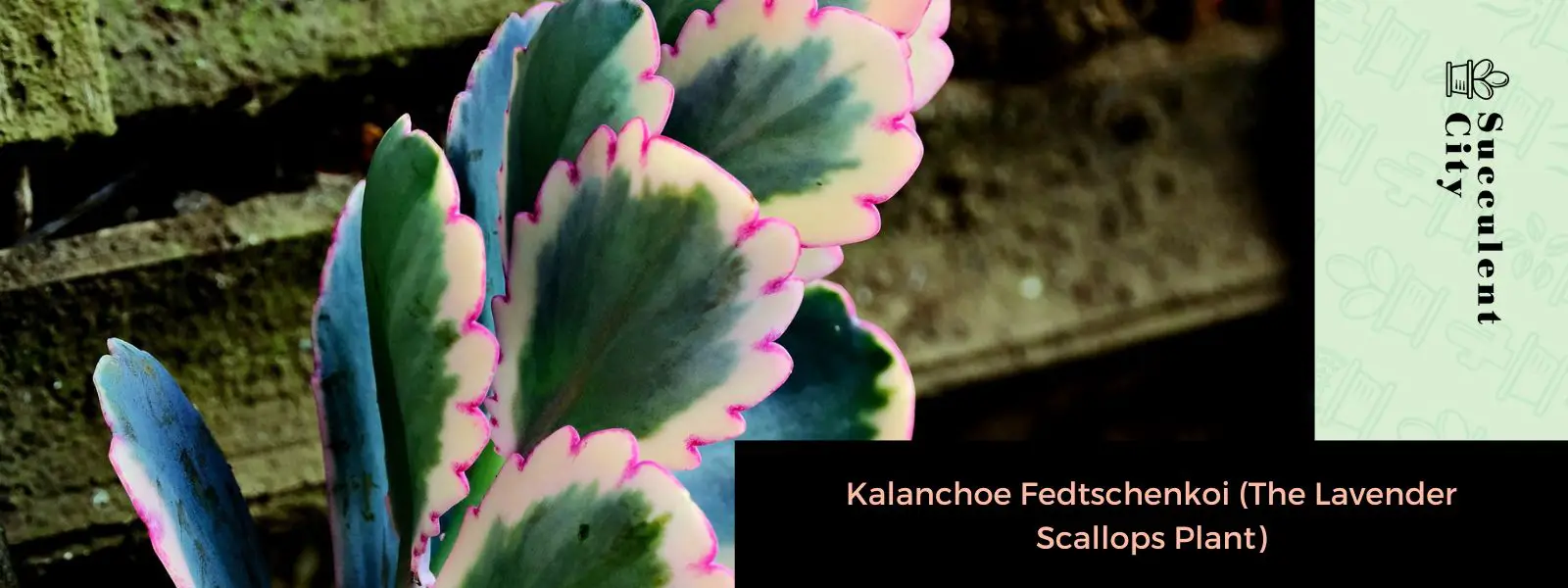 Kalanchoe Fedtschenkoi (vieiras a la lavanda)