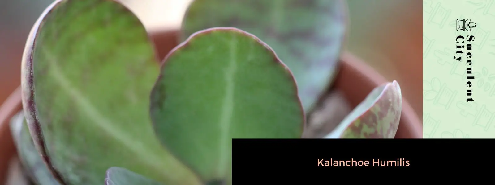Kalanchoe humilis