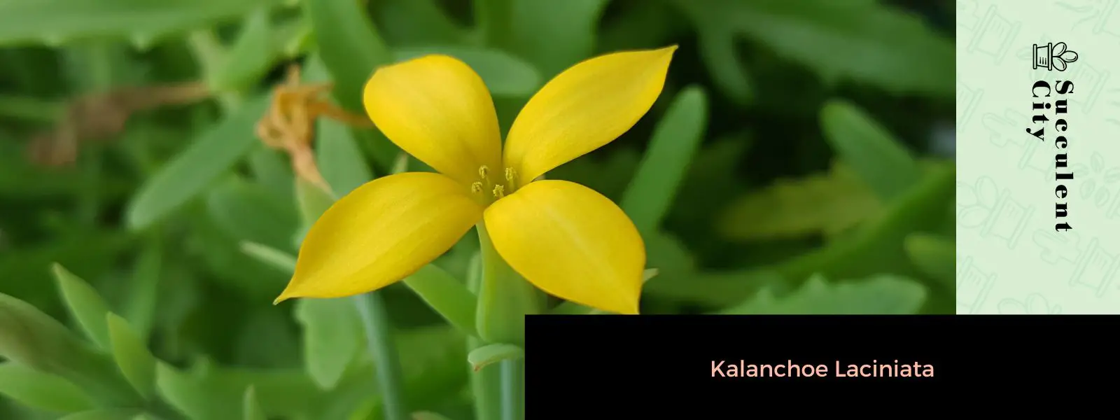 Kalanchoe Laciniata (Las campanas de la catedral/Planta del árbol de Navidad)