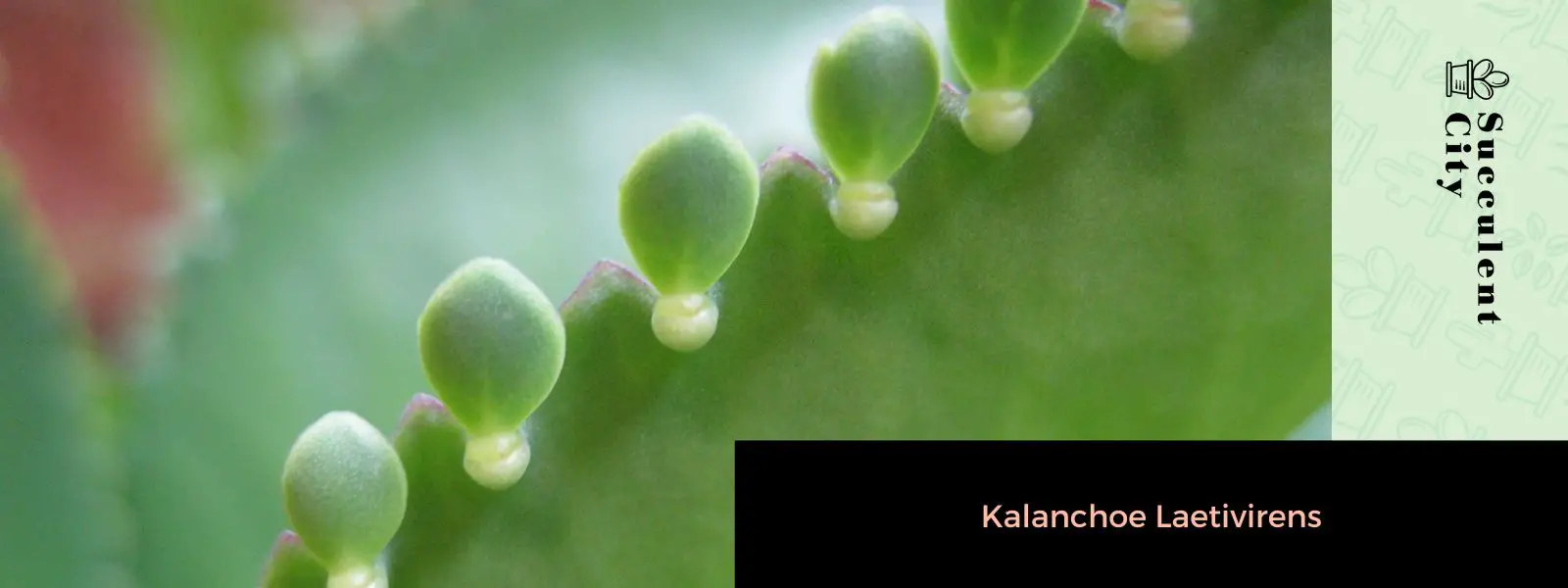 Laetivirus Kalanchoe Laetivirus Kalanchoe