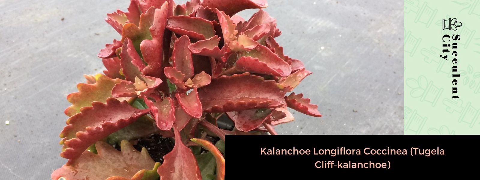 Kalanchoe Longiflora coccinea (Tugela Acantilado-Kalanchoe)