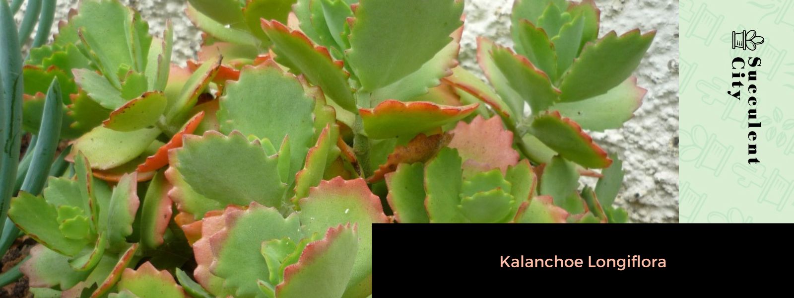 Kalanchoe longiflora