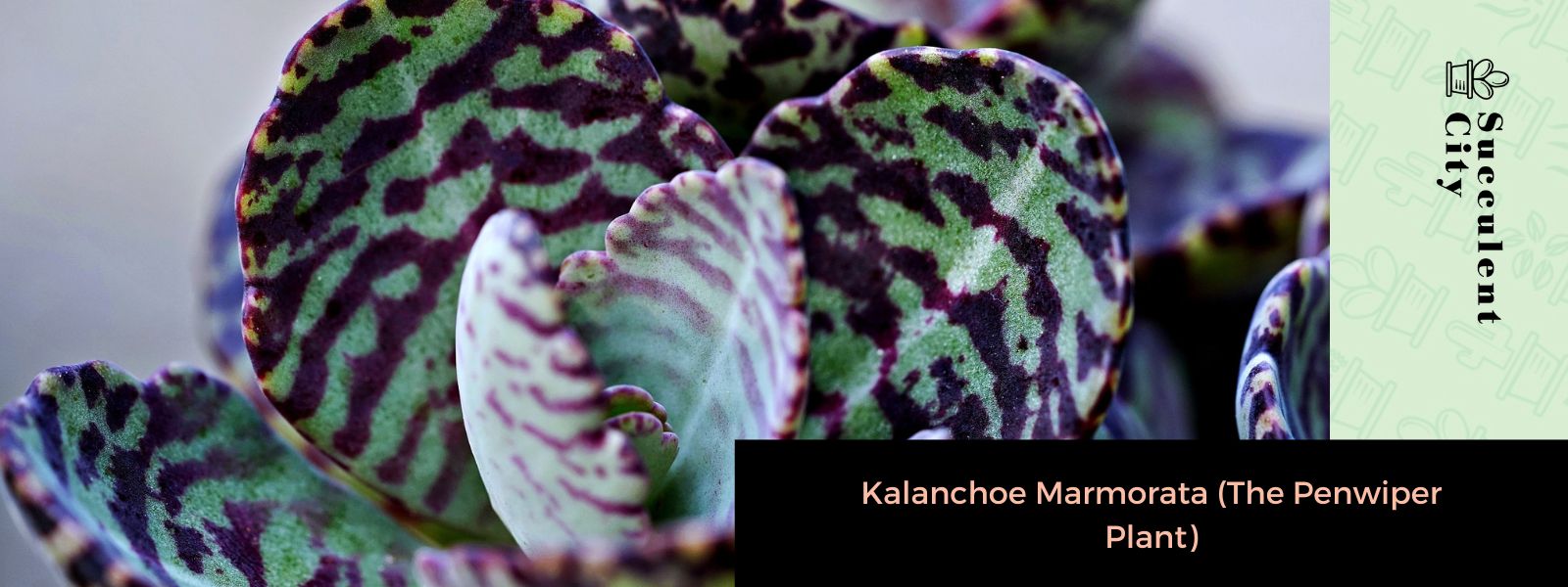 Kalanchoe Marmorata (La planta limpiadora de plumas)