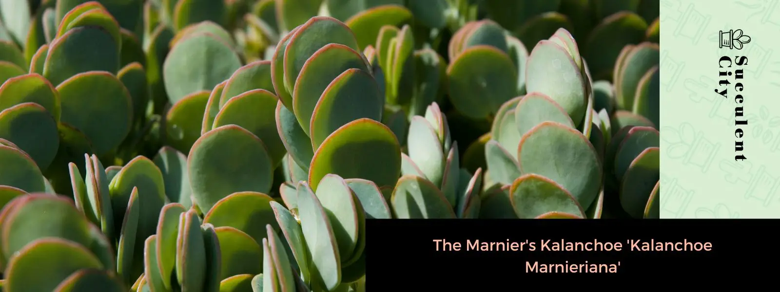 El Kalanchoe Marnier 'Kalanchoe Marnieriana' (Kalanchoe Panamensis)