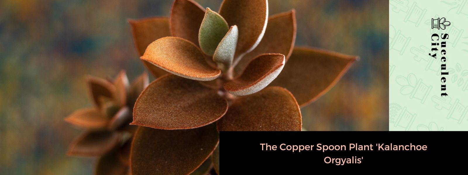 La planta cuchara de cobre 'Kalanchoe Orgyalis'