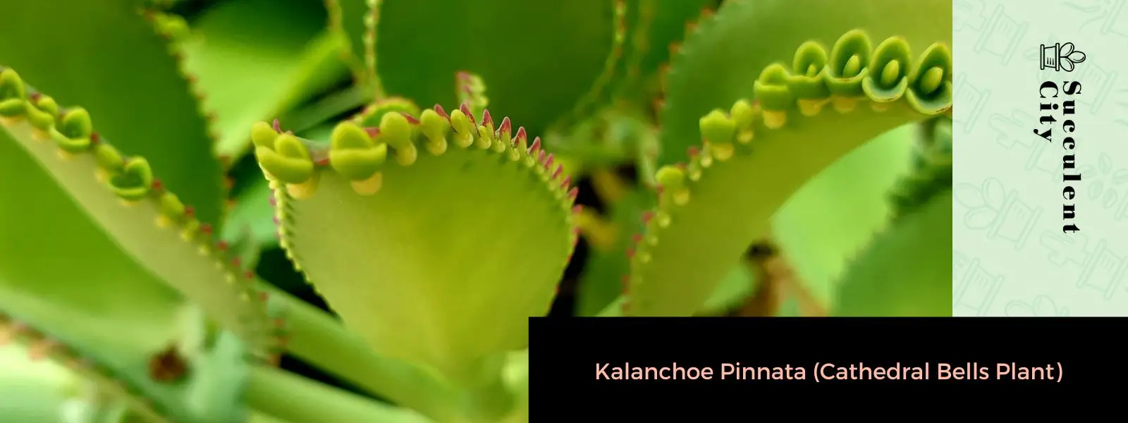 Kalanchoe Pinnata (planta de campana de la catedral)