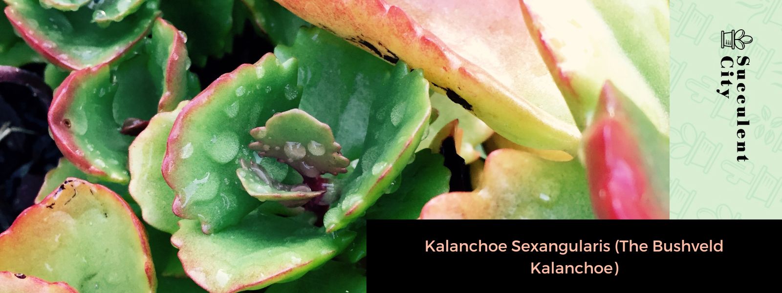 Kalanchoe sexangularis (El Kalanchoe de Bushveld)