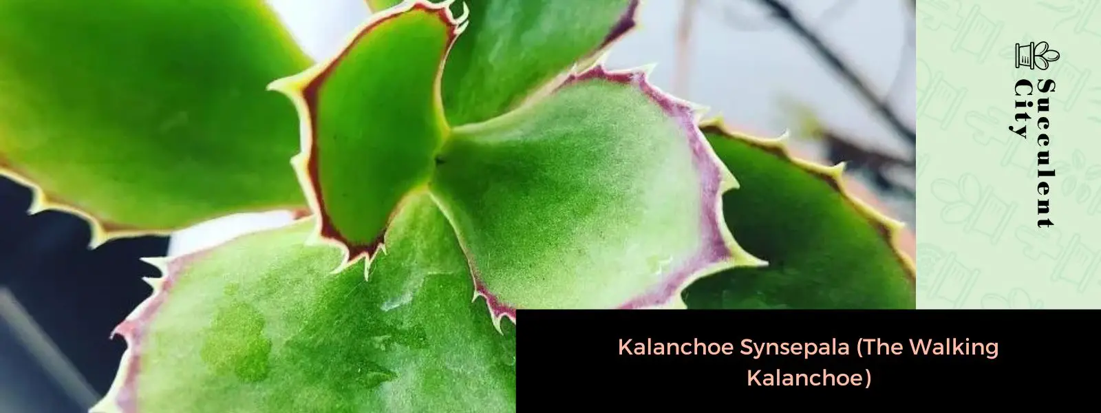 Kalanchoe Synsepala (El Kalanchoe andante) Kalanchoe Synsepala (El Kalanchoe andante)
