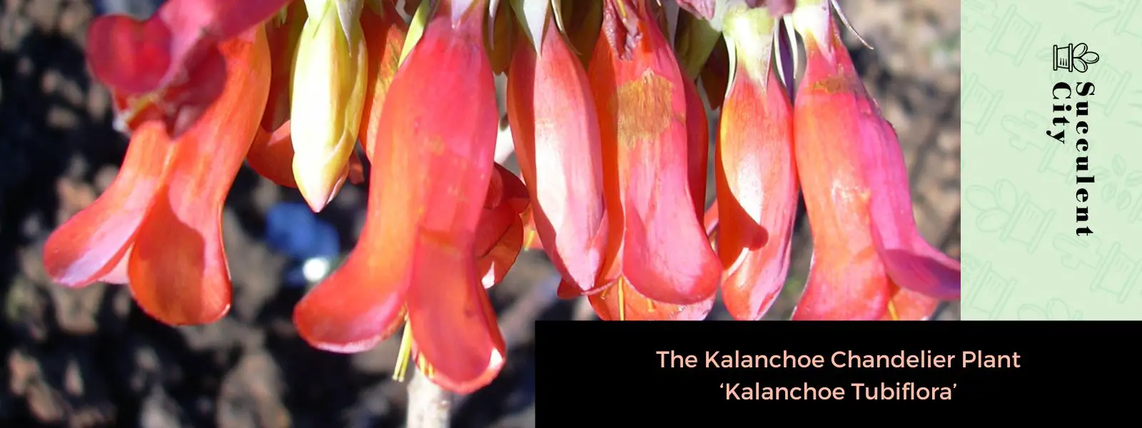 La planta candelabro Kalanchoe 'Kalanchoe Tubiflora'