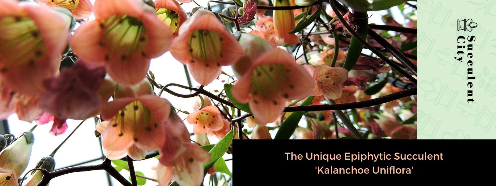 La única suculenta epífita “Kalanchoe Uniflora”