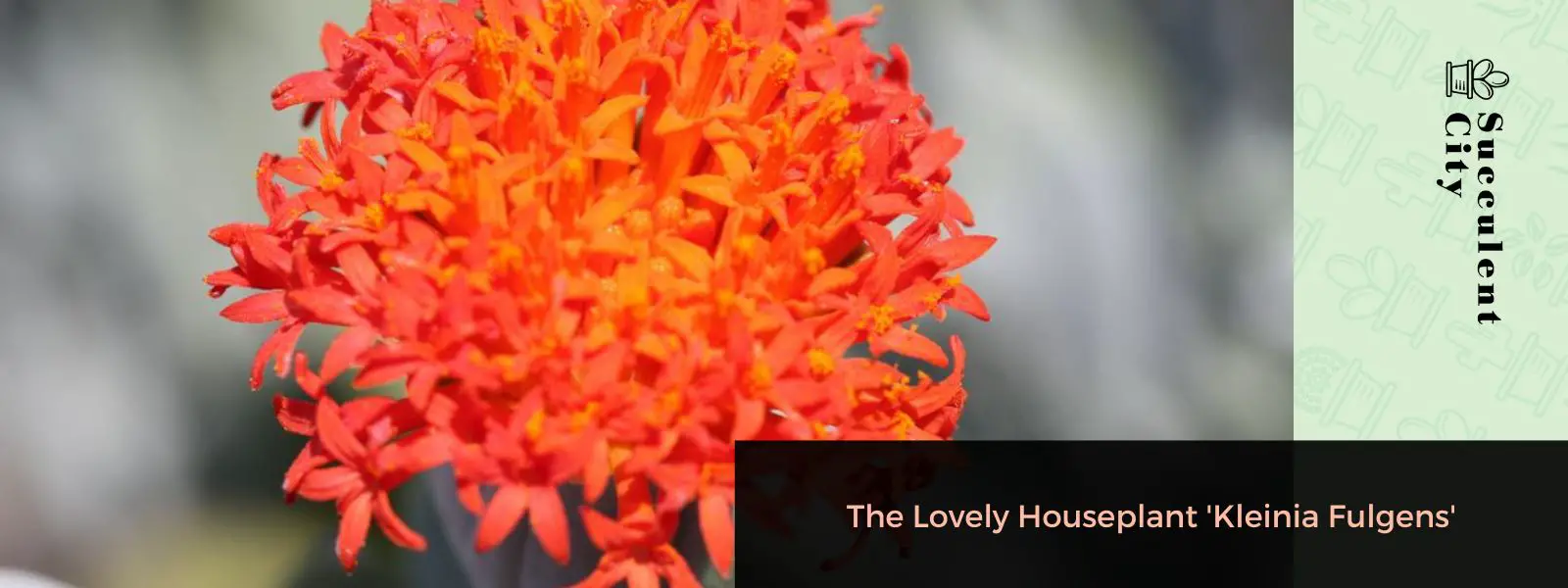 La hermosa planta de interior 'Kleinia Fulgens'