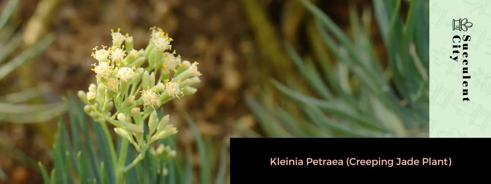 Kleinia Petraea (Planta rastrera de jade)
