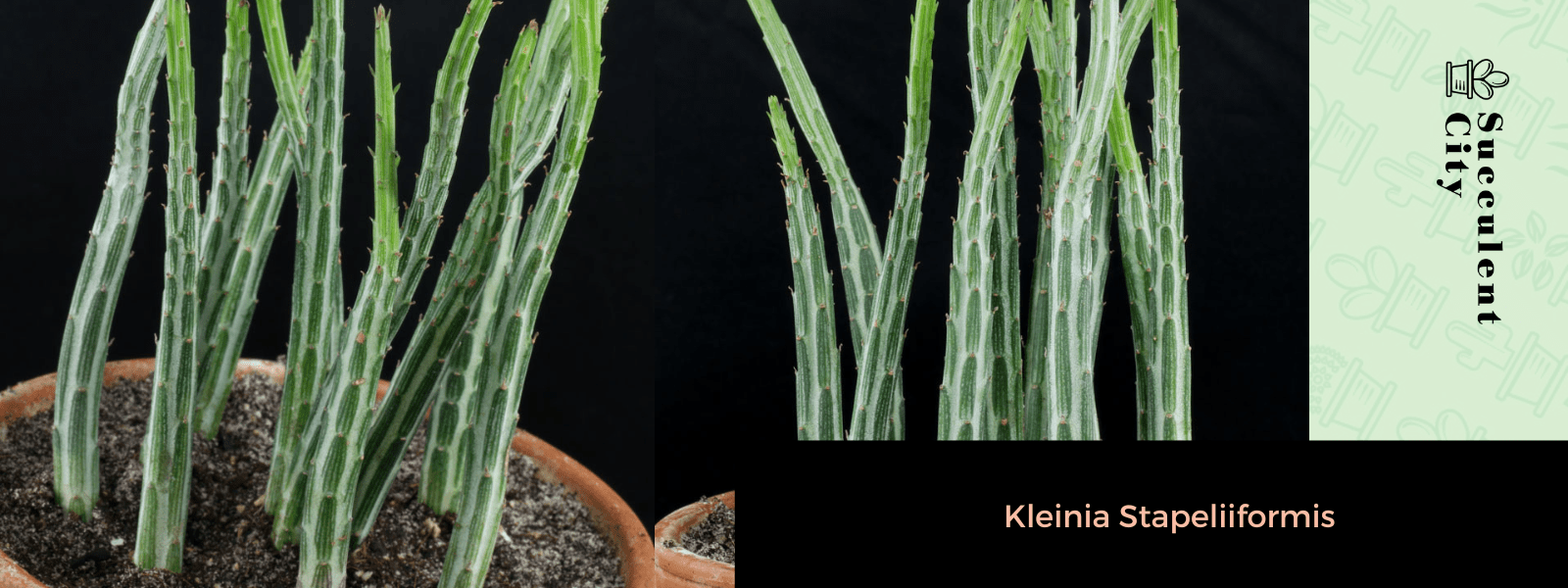 La planta del pepino “Senecio Stapeliiformis” (Kleinia Stapeliiformis)