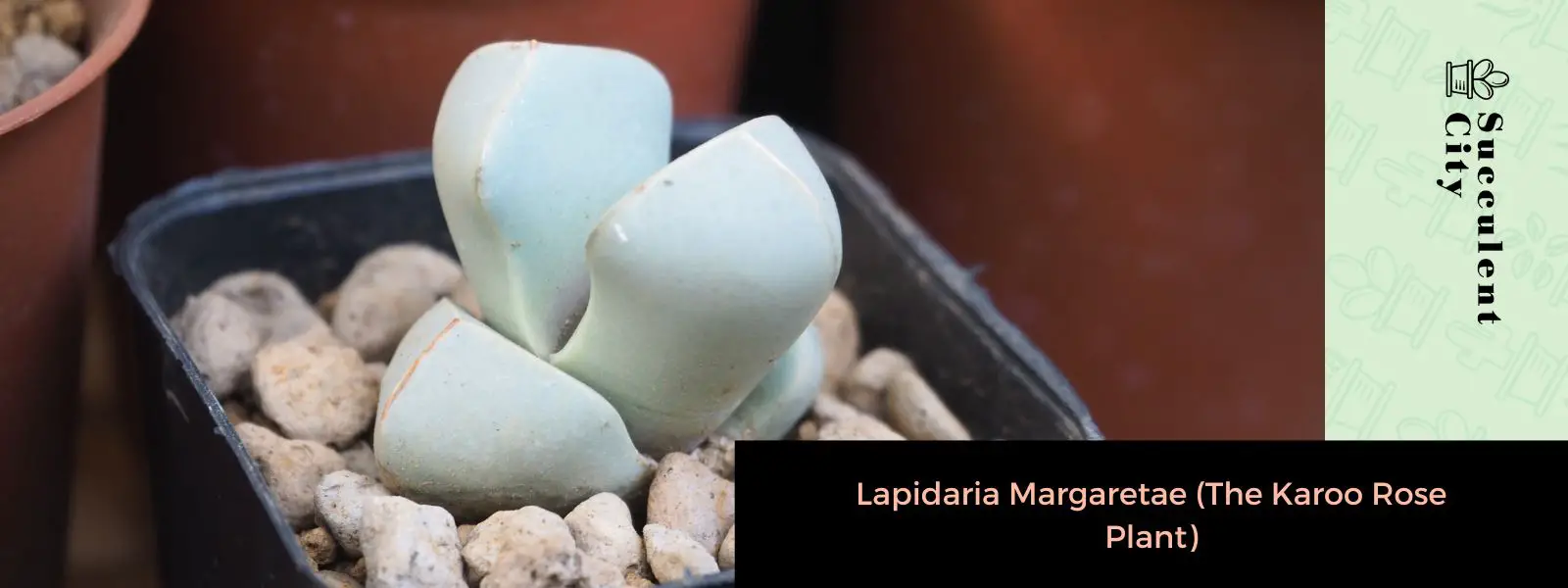 Lapidaria Margaretae (La planta de la rosa Karoo) Lapidaria Margaretae (La planta de la rosa Karoo)