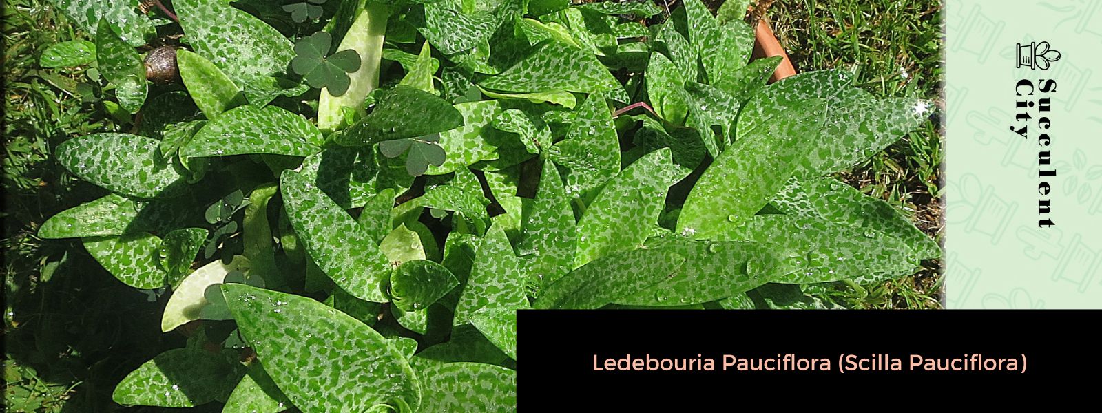 Ledebouria pauciflora (Scilla pauciflora)