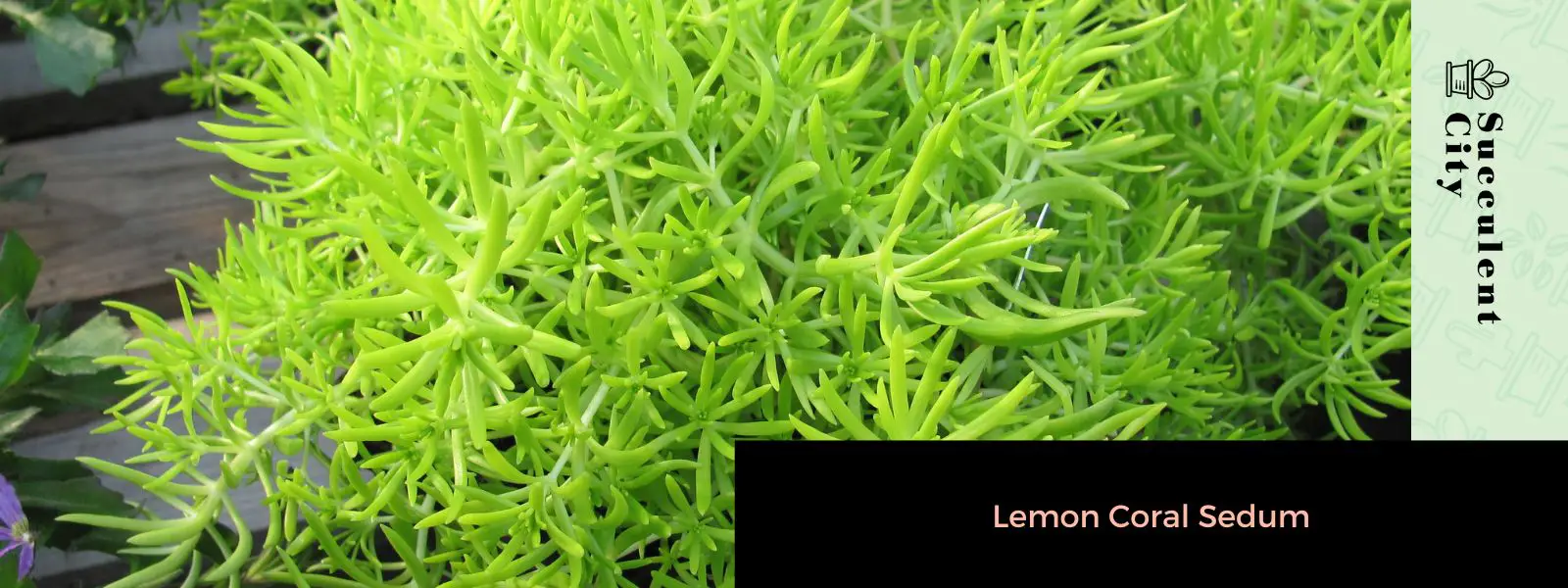 Sedum de coral limón
