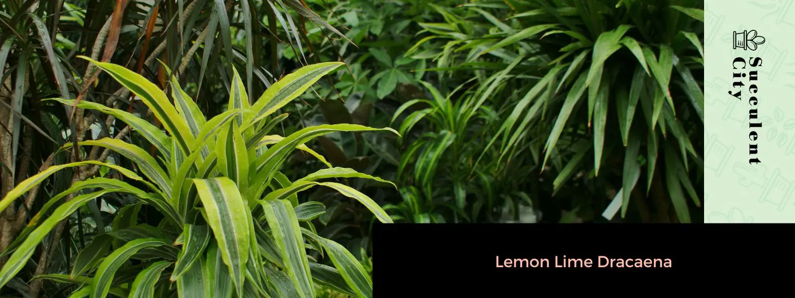 Dracaena de lima-limón Dracaena de lima-limón