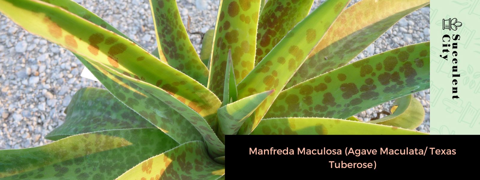 Manfreda Maculosa (Agave Maculata/Texas Tuberose)
