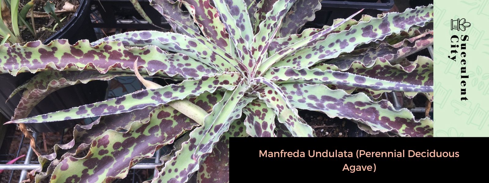Manfreda Undulata (Agave perenne de hoja caduca)