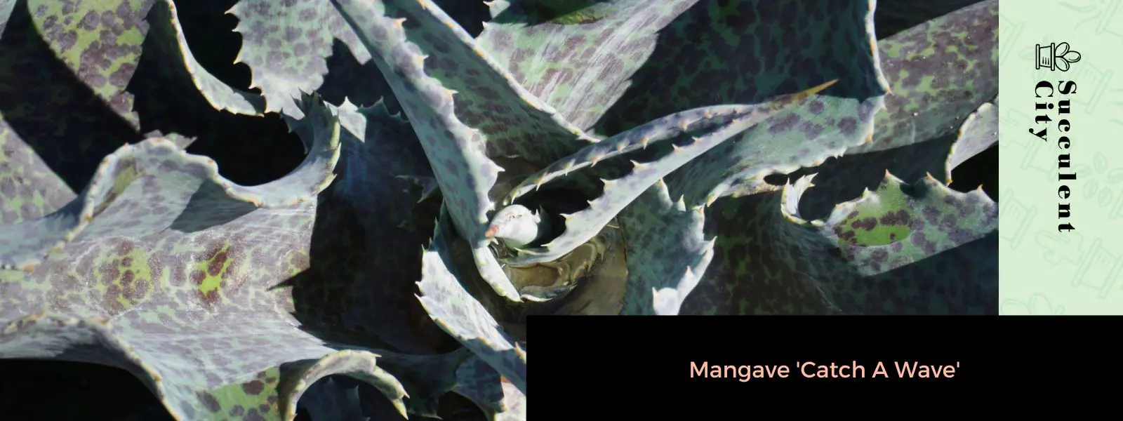 Mangave “Atrapa una ola” Mangave “Atrapa una ola”