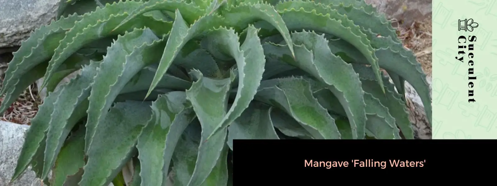 Mangave 'Aguas que caen' Mangave 'Aguas que caen'