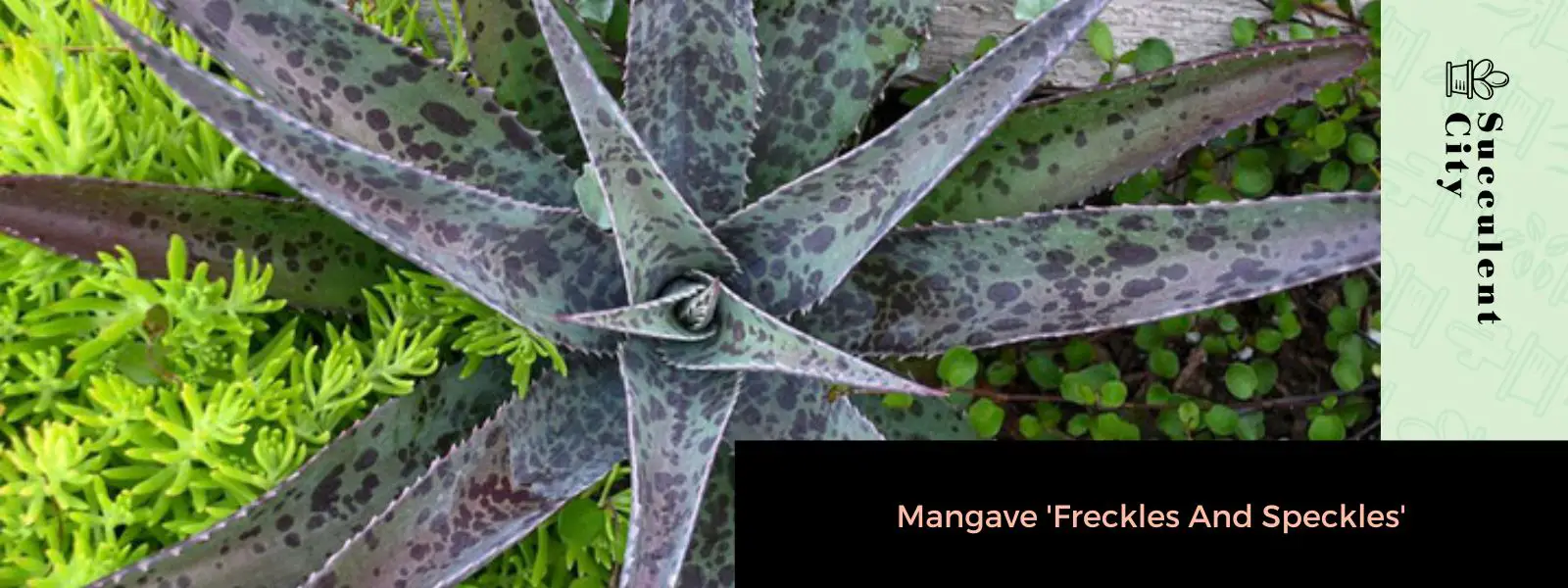 Mangave “Pecas y motas”