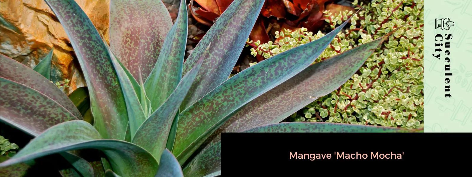Mangave 'Macho Mocha' Mangave 'Macho Mocha'