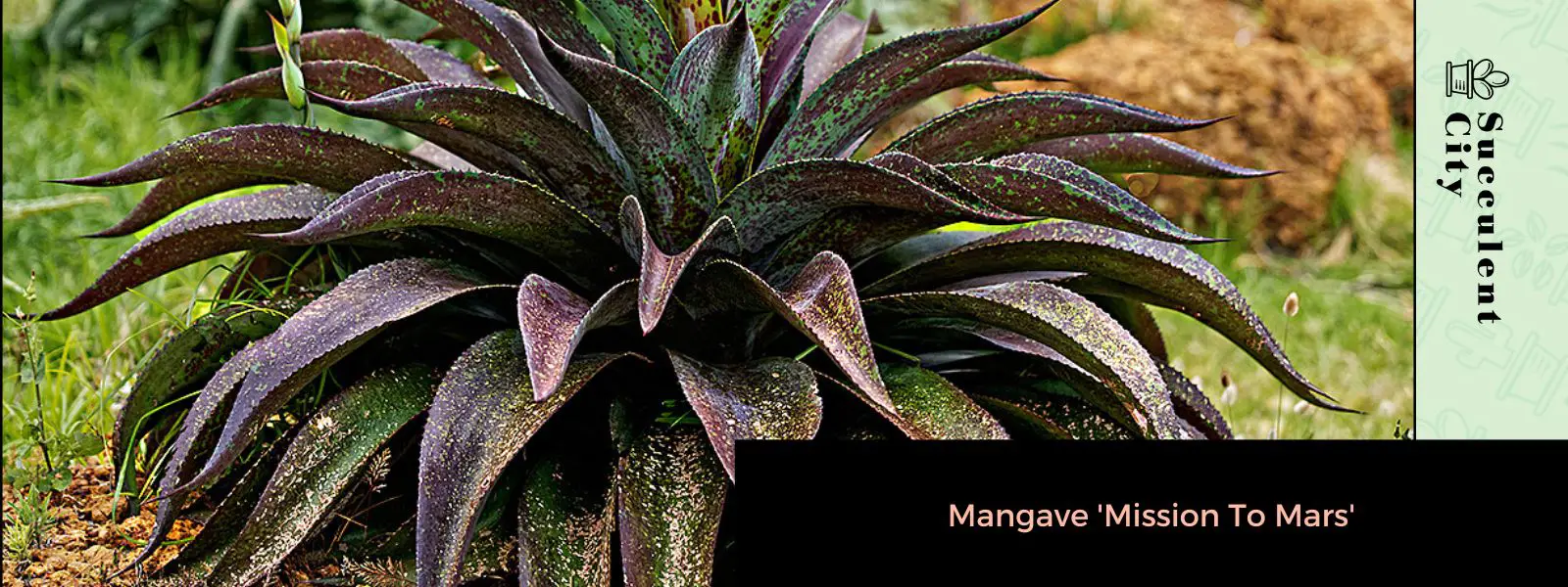 Mangave “Misión a Marte”