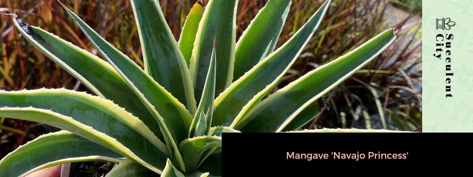 Mangave 'Princesa Navajo' Mangave 'Princesa Navajo'